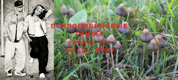 прущие грибы Михайлов